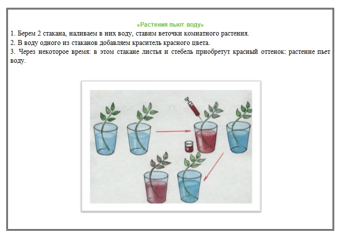 В изображенном на рисунке опыте тюльпан. Опыты с комнатными растениями. Опыты с комнатными цветами. Эксперименты с растениями. Опыты с растениями для детей.